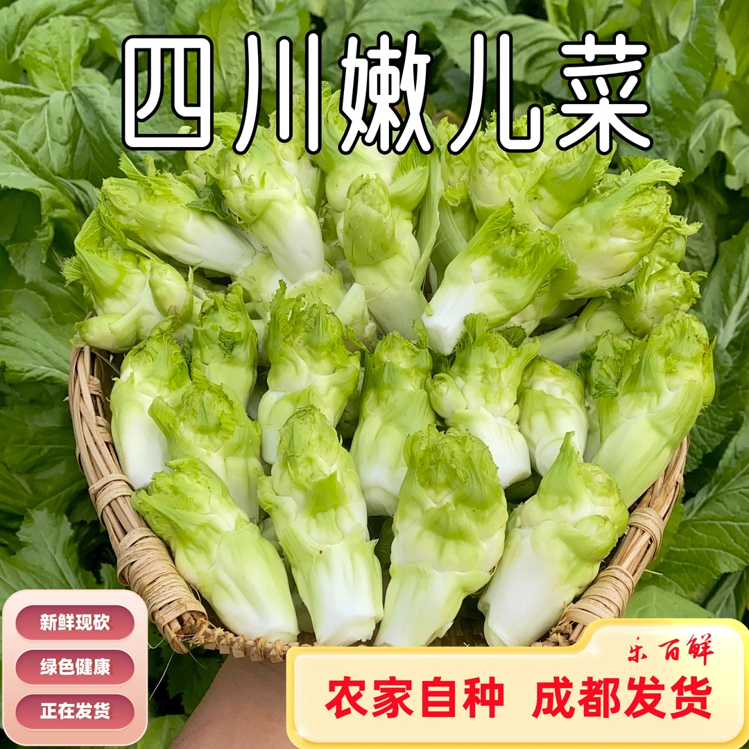 新鲜儿菜四川特产抱儿菜母子芥菜娃娃菜农家自种蔬菜批发泡菜原料