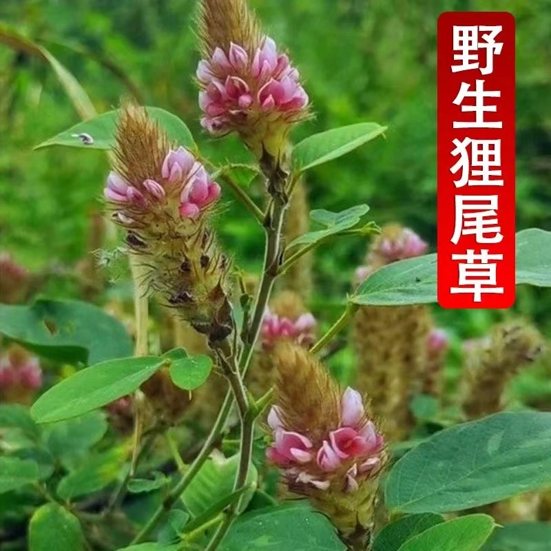 [肥凤农产品]狸尾草羊咩草自然晒干(不添加任何成分)自晒干货