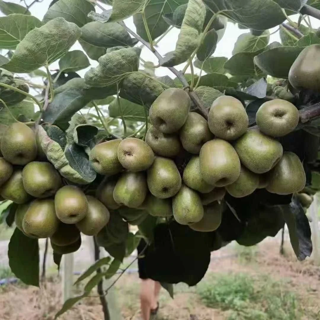 四川红心猕猴桃弥猴桃