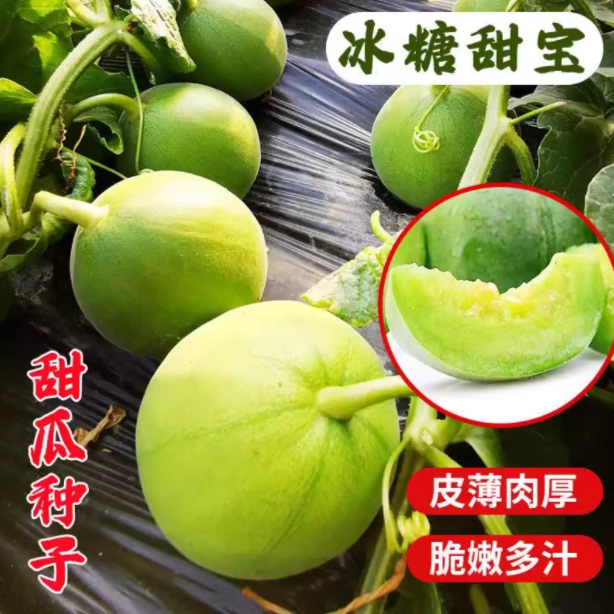 拍二送一四季播种甜宝甜瓜种子绿皮香甜甜瓜种子家庭阳台菜园播种