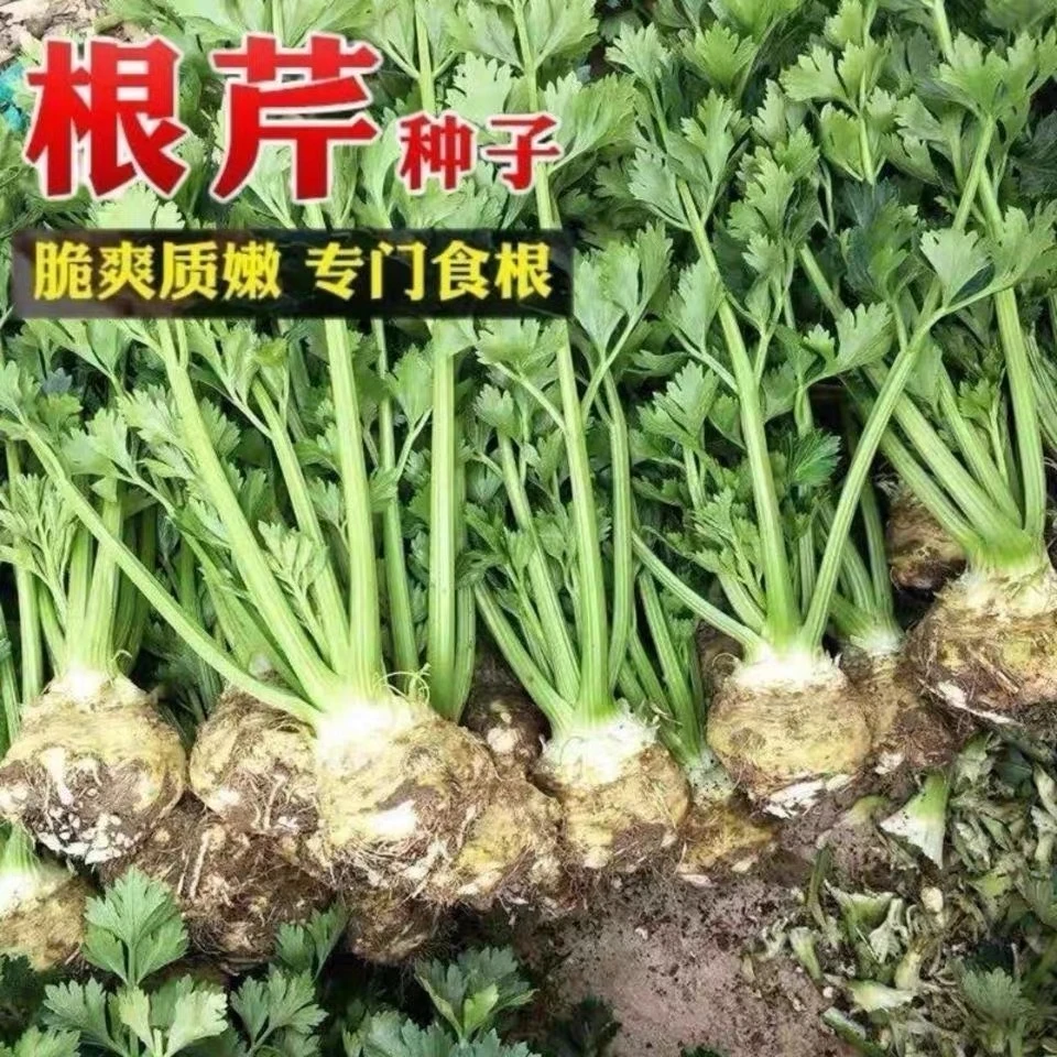 拍二送一根芹种子芹菜种籽蔬菜阳台菜籽春季四季芹菜根栽培籽播种