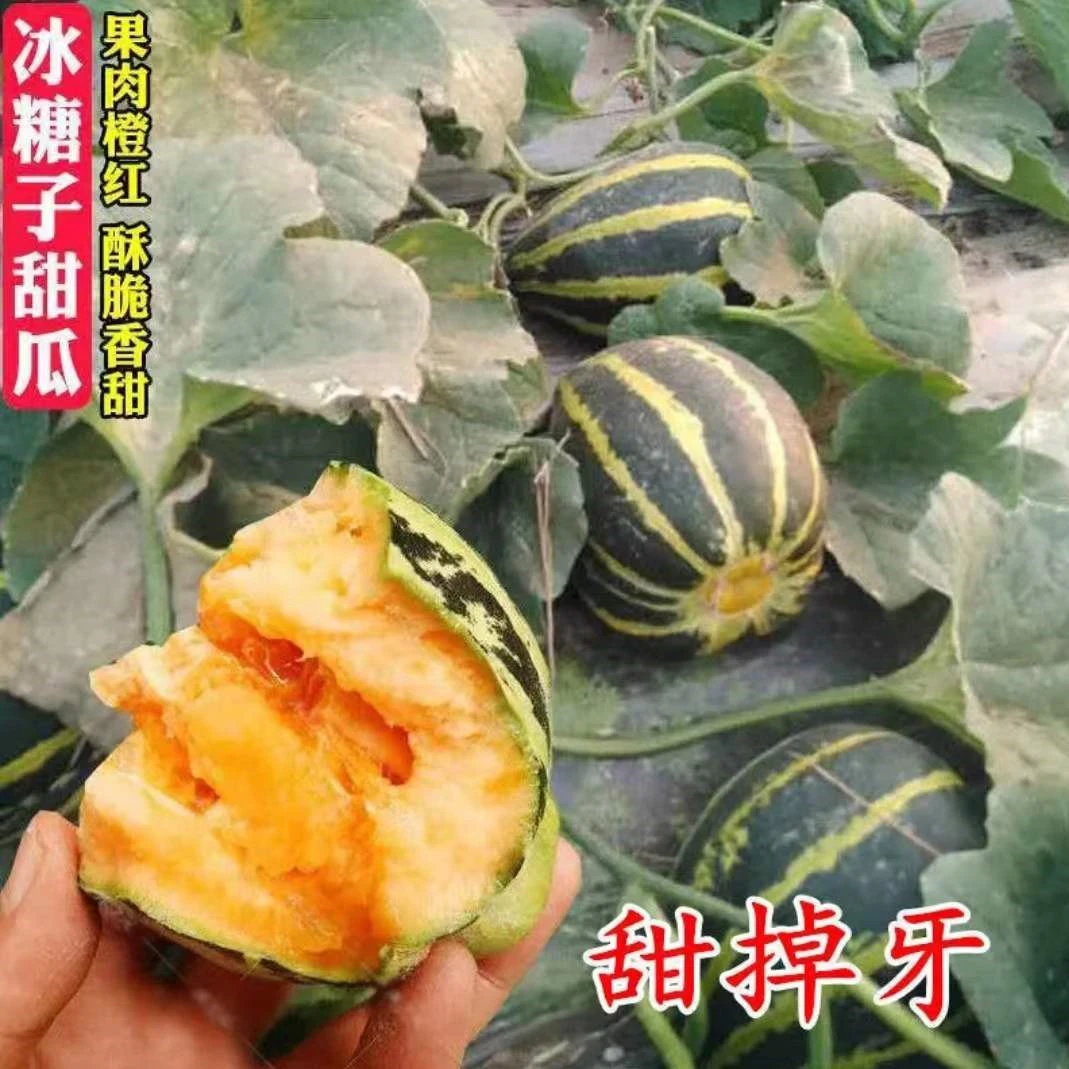 冰糖子甜瓜种子【拍二送一】超甜花蜜/香瓜种籽甜掉牙/高产庭院种植