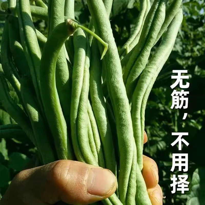 【坏了包赔】东北架豆王新鲜四季豆无茎芸豆批发农家种植