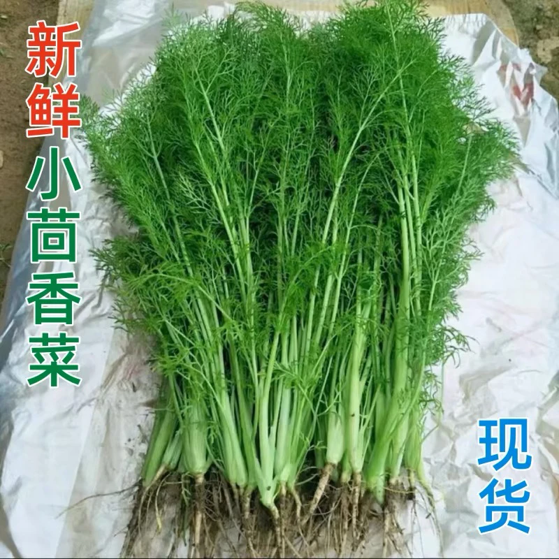 【京东包邮】新鲜小茴香菜东北农家自种蔬菜茴香饺子馅食材荤香