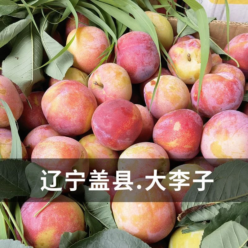 【空运包邮】辽宁盖县脱骨大李子新鲜产地现摘现发