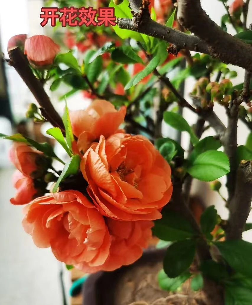 111金玉满堂长寿乐年宵花盆景花卉绿植四季春节开花回家