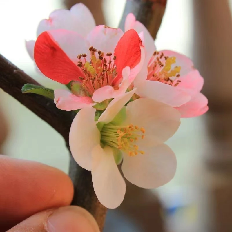 多色海棠花2025年宵花盆景花卉绿植四季海棠春节开花回家