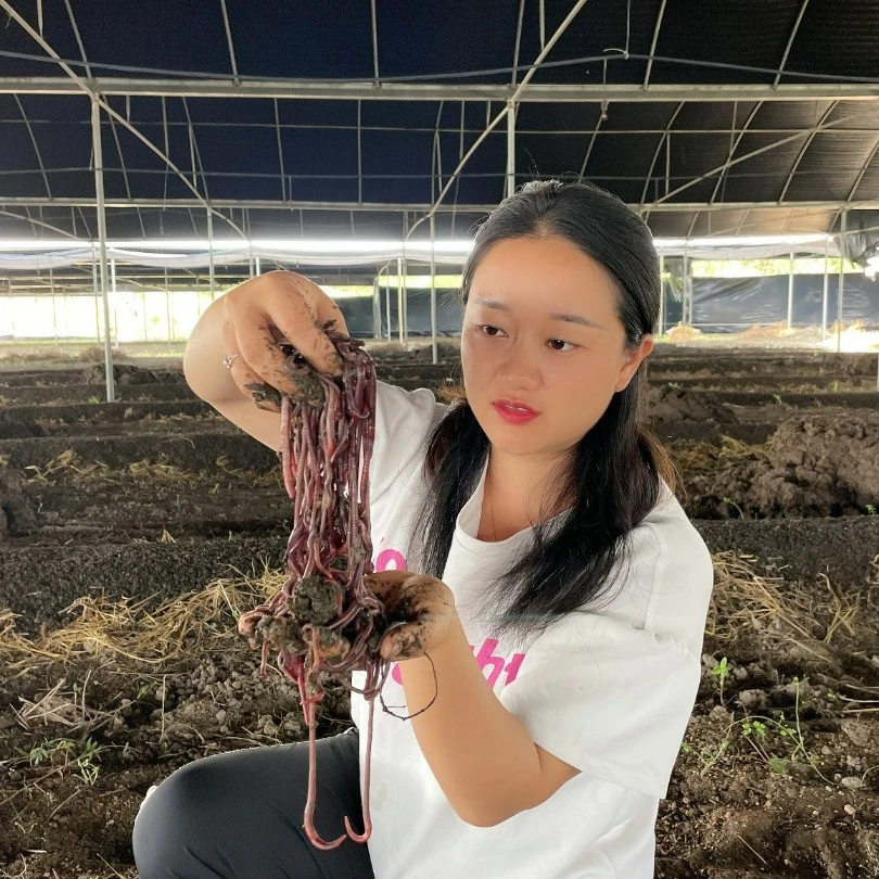 蚯蚓小妹一斤装  紫色中号蚯蚓种苗养殖鱼饵野钓垂钓活体蚯蚓