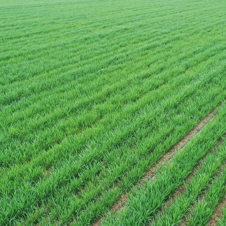 小麦第二遍孕穗期四氢嘧啶防病增产组合