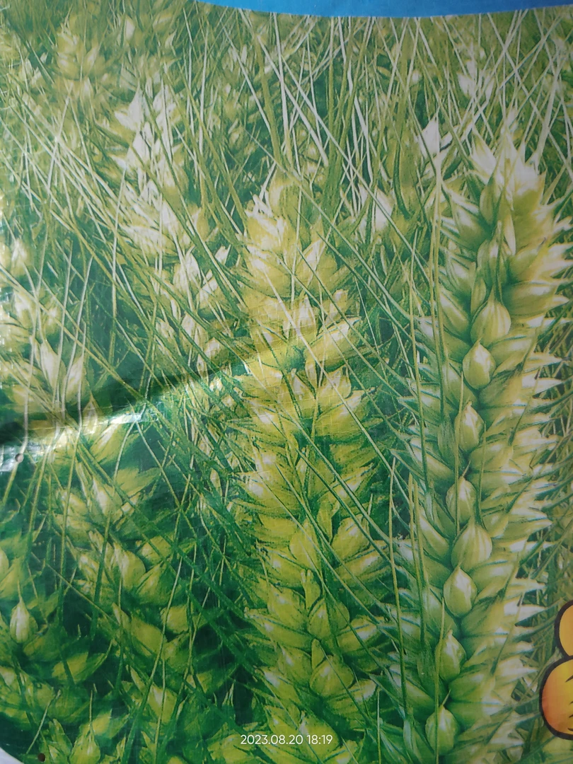 多花黑麦草除草组合