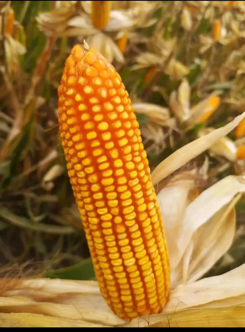 玉米二号组合(配套四氢嘧啶加激健)