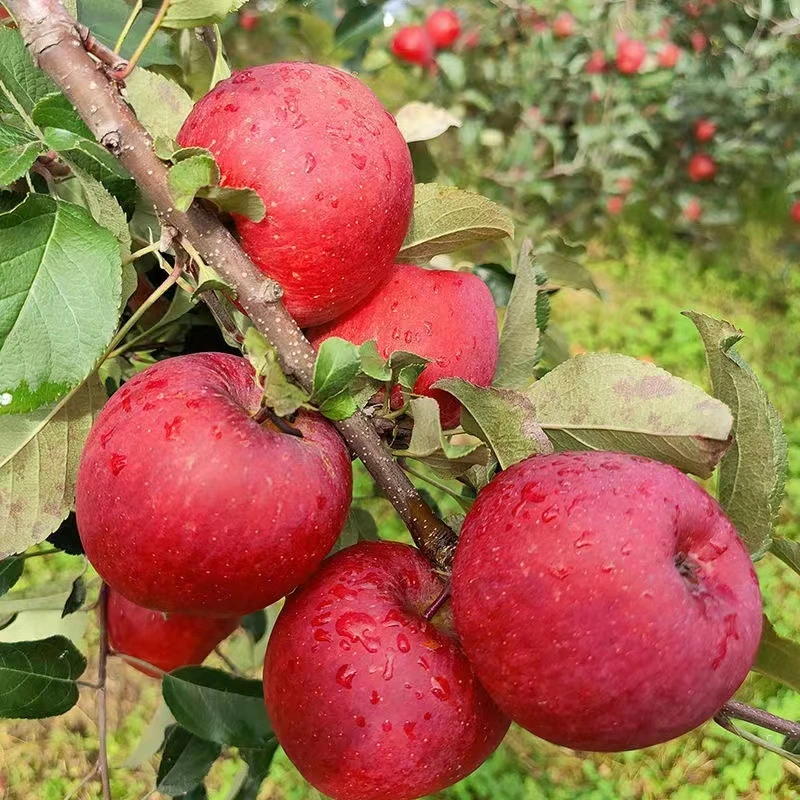 【四季风】正宗新疆阿克苏冰糖心苹果新鲜苹果冰糖心昭通香脆脆甜