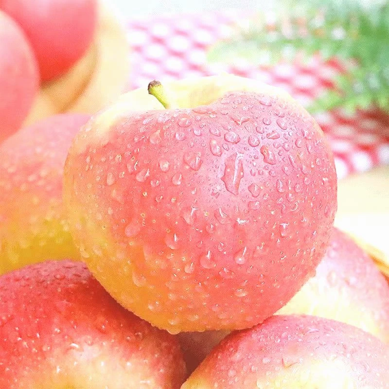 【四季风】【大降价】陕西嘎啦苹果新鲜水果冰糖脆甜重量自然发货