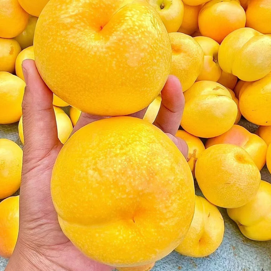 【顺丰包邮】山东蒙阴黄金油桃当季水果黄桃脆甜夏日尝鲜整箱孕妇