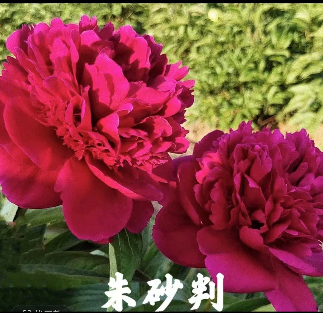 【朱砂判】 经典红色系观赏芍药花苗耐寒耐旱盆栽地栽菏泽种植基地