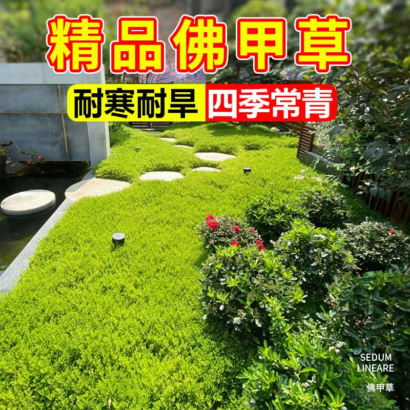 金叶佛甲草盆多年生栽耐寒耐热四季常绿庭院别墅屋顶绿化花卉