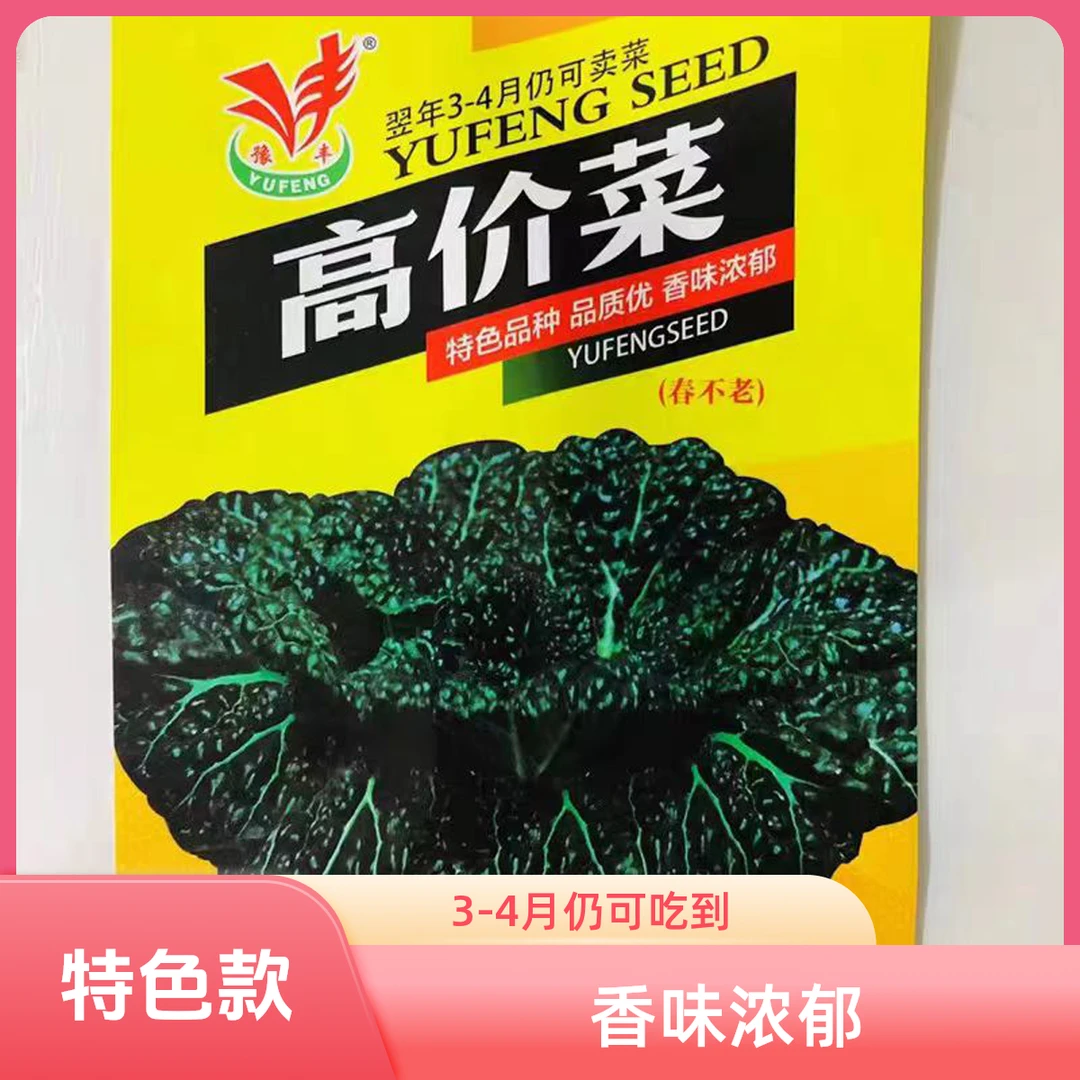 高价菜种子春不老秋冬种植耐寒越冬栽培耐抽苔抗病高产蔬菜种子