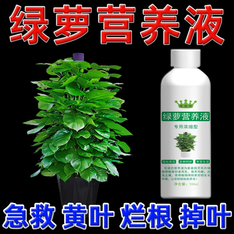 绿萝营养液防黄叶增绿增肥水养绿萝肥料专用肥叶子发黄水培