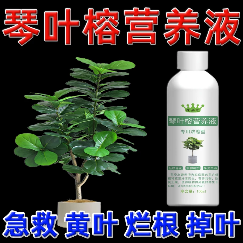 琴叶榕营养液水培琴叶榕盆栽肥料专用肥叶子黑边枯叶增长液