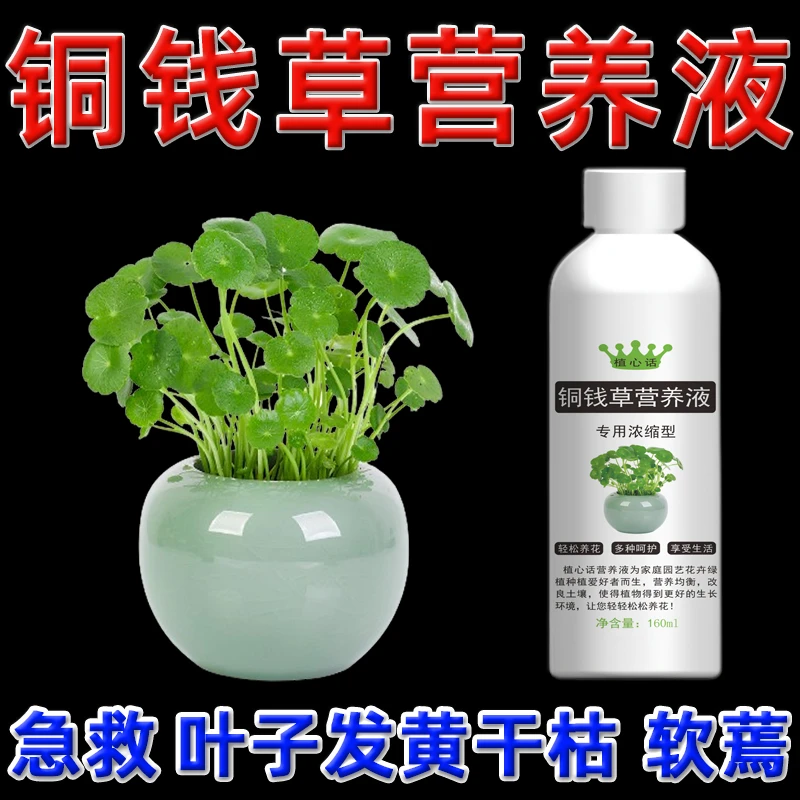 铜钱草营养液铜钱草水培专用肥料盆栽金钱草土培肥料爆根叶面肥