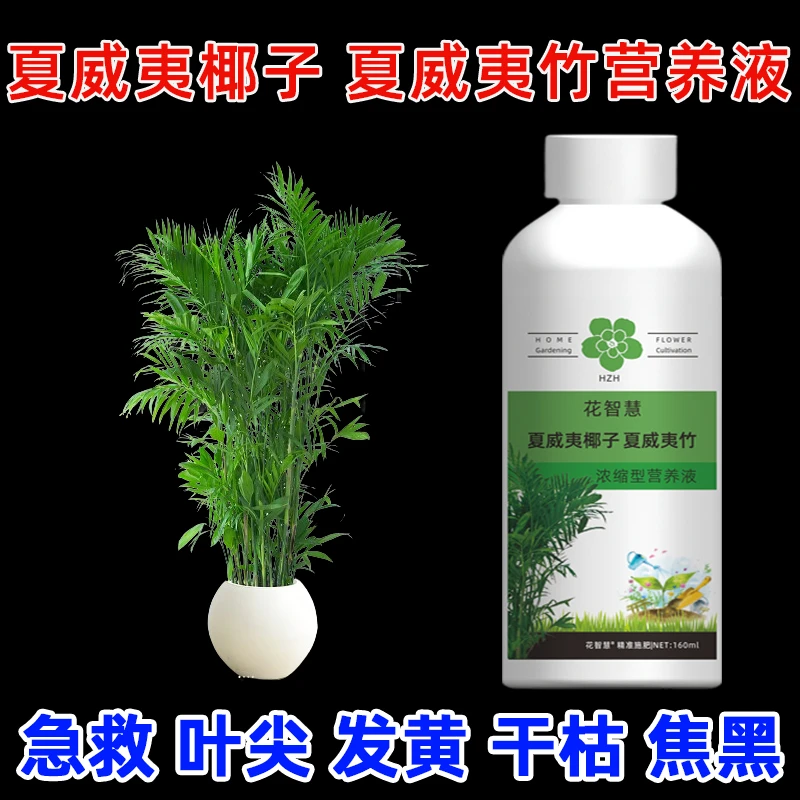 夏威夷椰子叶尖焦黑发黄软塌营养液夏威夷竹肥料富贵椰子专用肥料