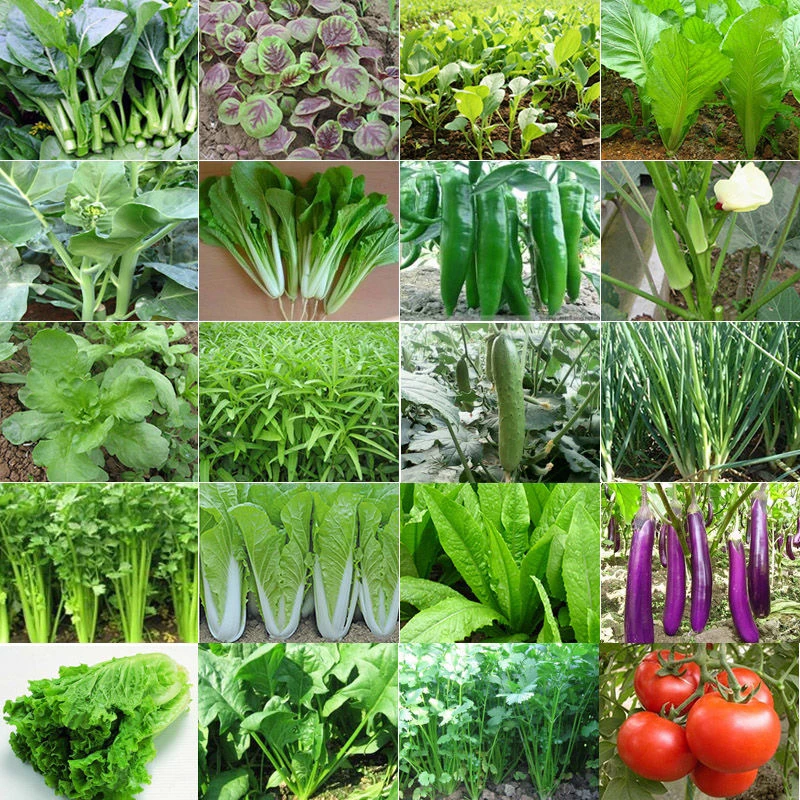 蔬菜种子合集白菜萝卜玉米豆角番茄辣椒生菜莴苣芹菜草莓家庭菜园