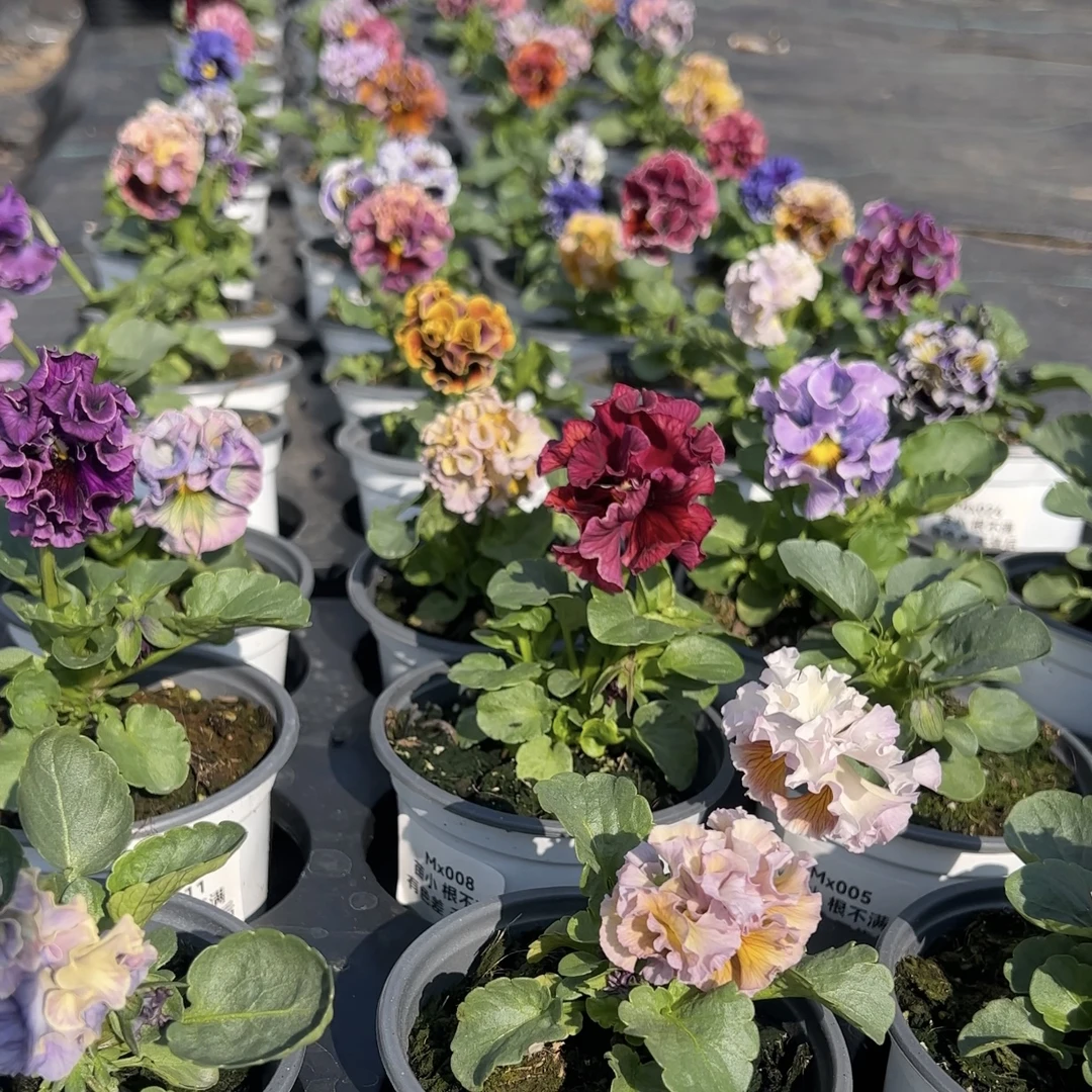 角堇德古拉礼服皱边角堇