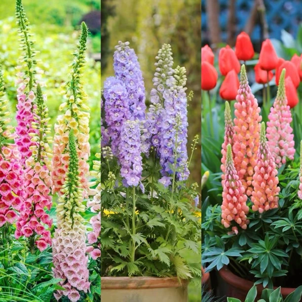 花园三剑客种子毛地黄大花飞燕草鲁冰花花园植物秋播包邮新手阳台