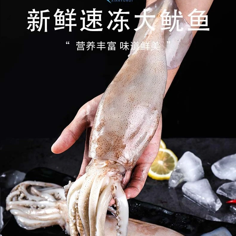 小战 大鱿鱼4斤（3-4条） 青岛顺丰发货