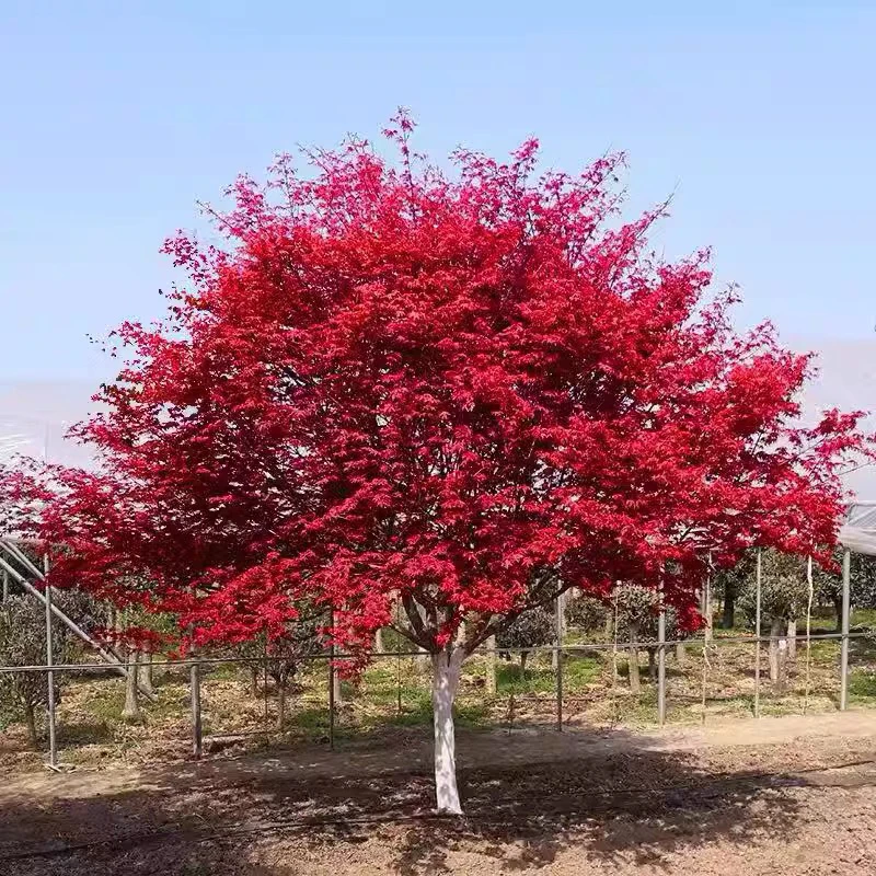 中国红枫树苗三季红庭院红枫红舞姬盆栽园林工程绿化苗木农户种植