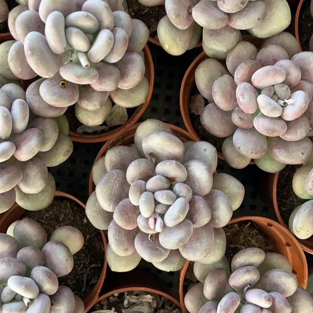 月美人双头起多肉