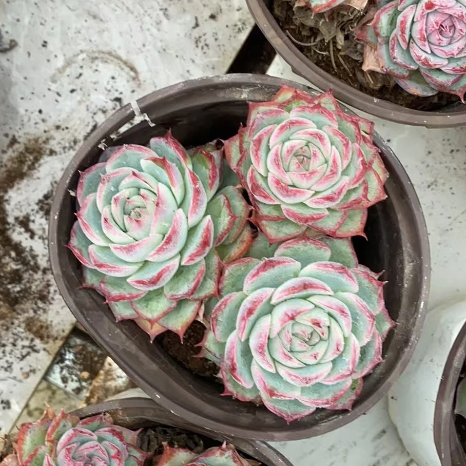 侧影群2头起多肉