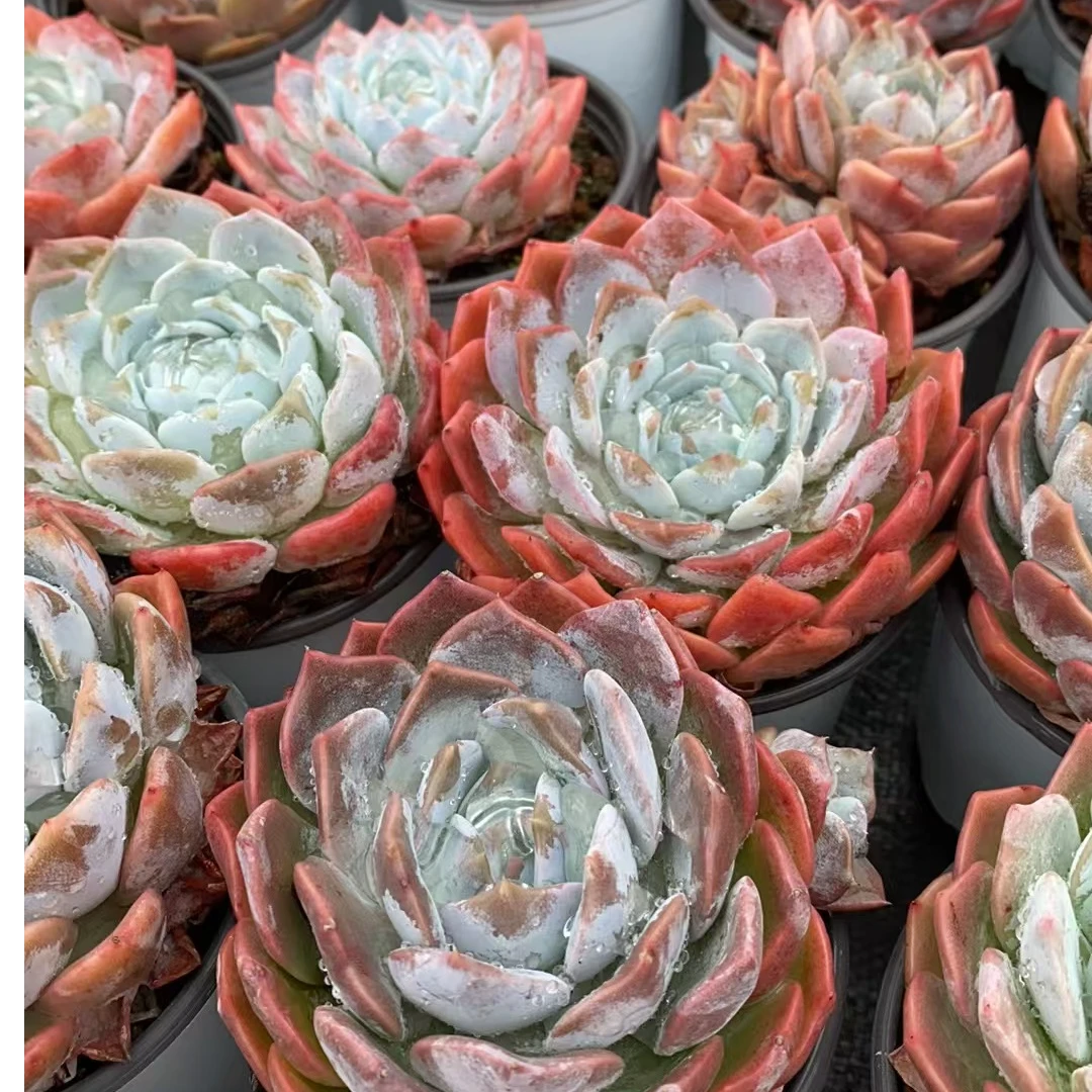 汉堡橙          多肉