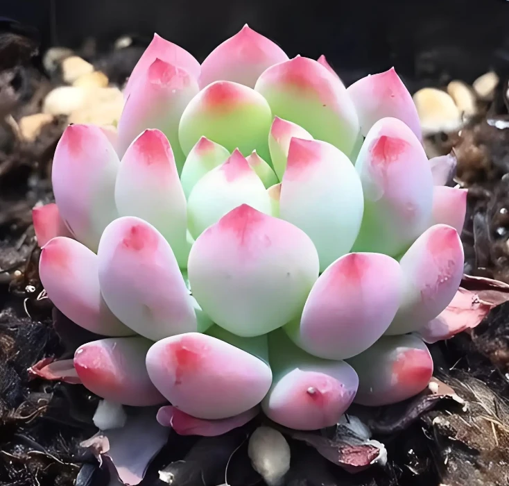 凝脂莲 多肉    香