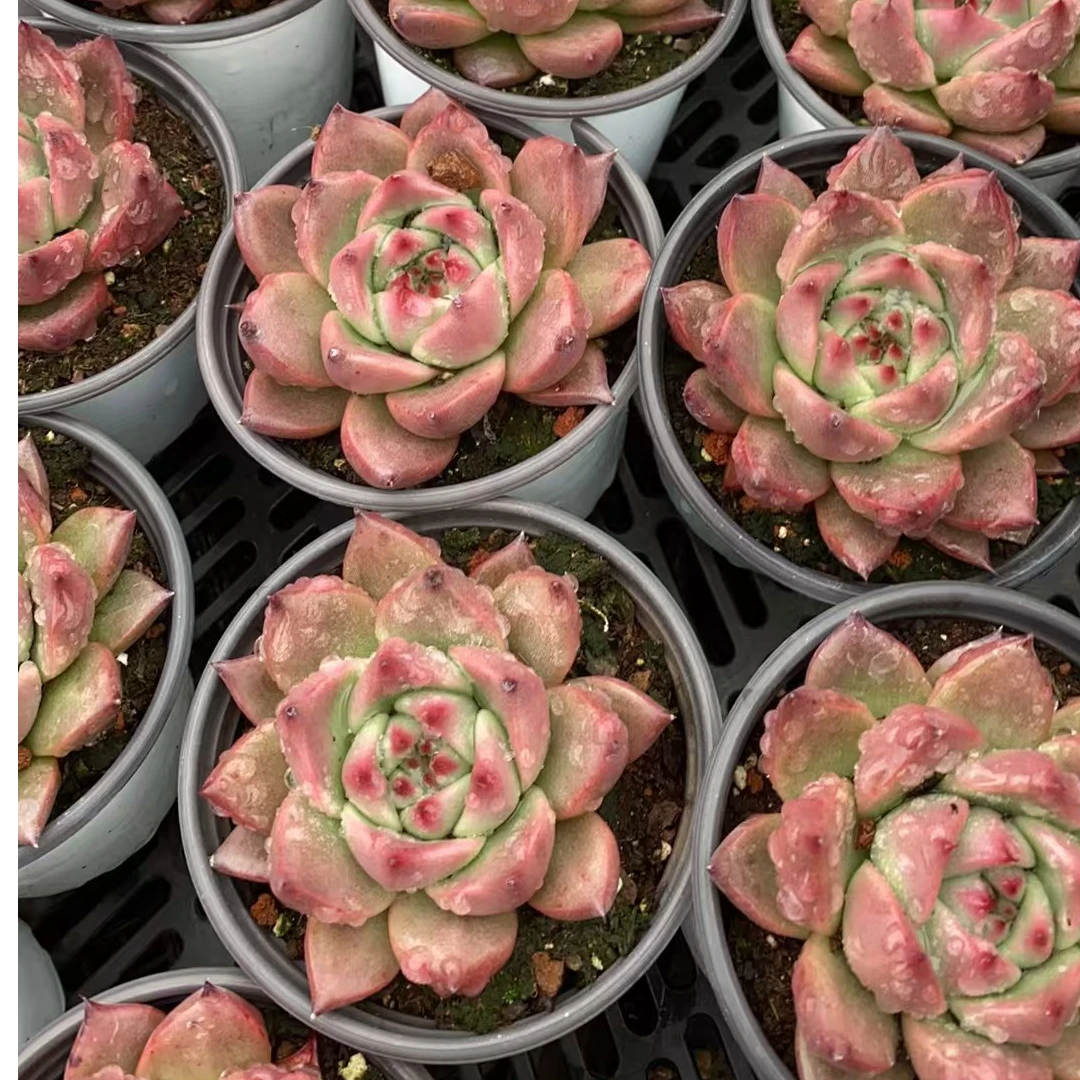 赤龙单头 多肉植物