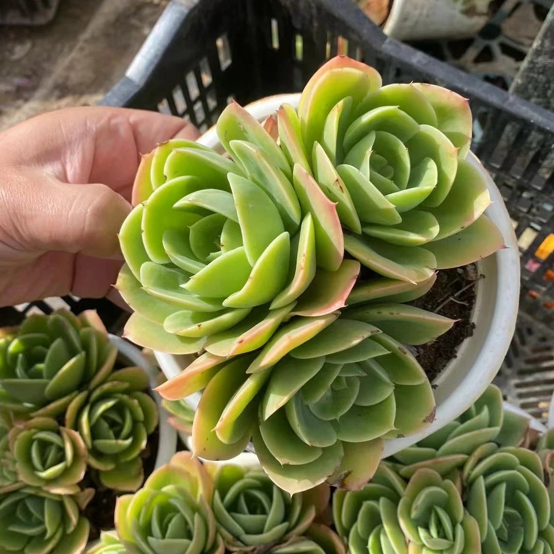 星娜塔3头起 多肉
