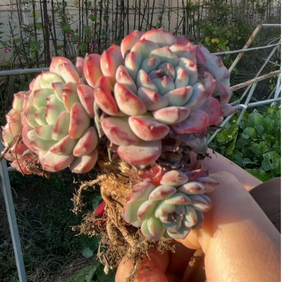 蓝姬莲老腿 不大 多肉