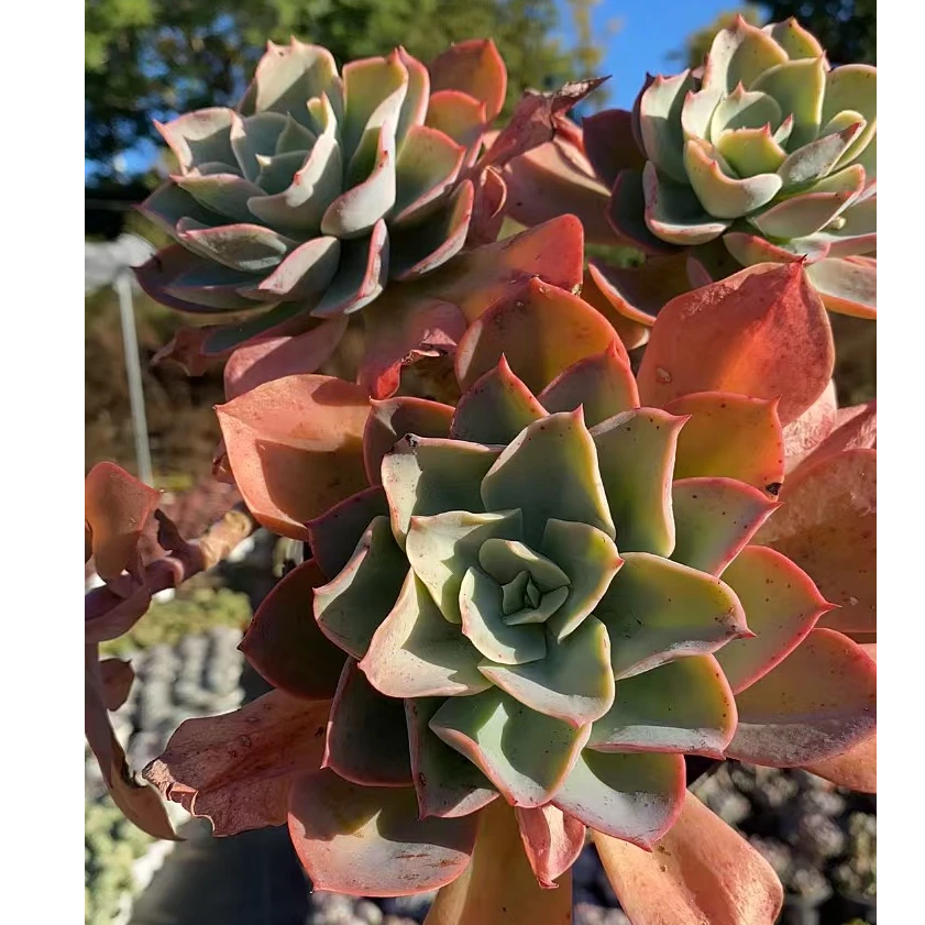 蓝妮老桩三头起  多肉满18包邮