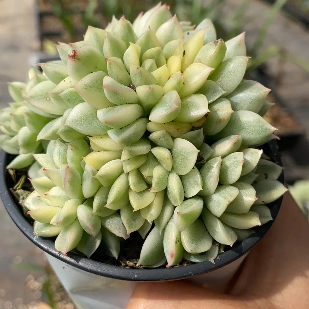 女雏锦 多肉植物