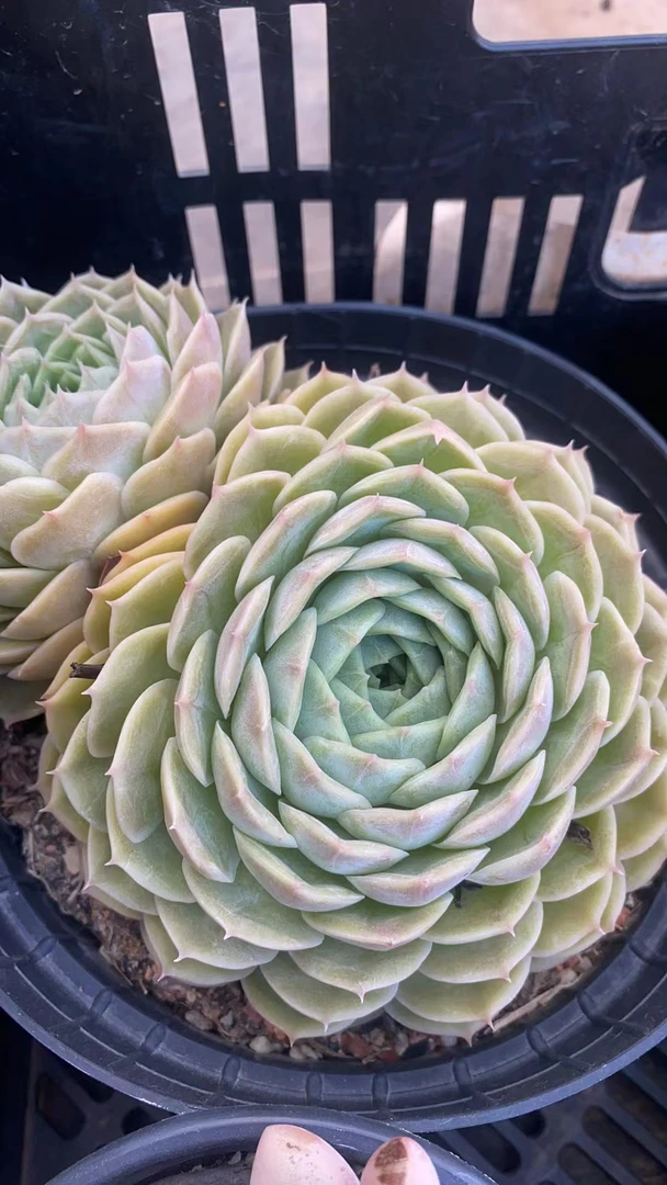 昂斯诺精品两头 多肉