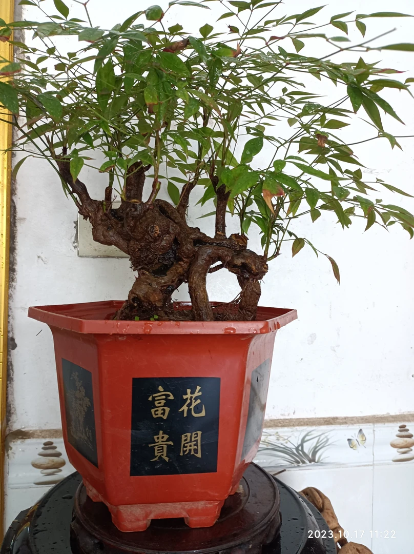 映山红 紫薇  南天竹 铁包金 赤楠以及各种 盆景 绿植