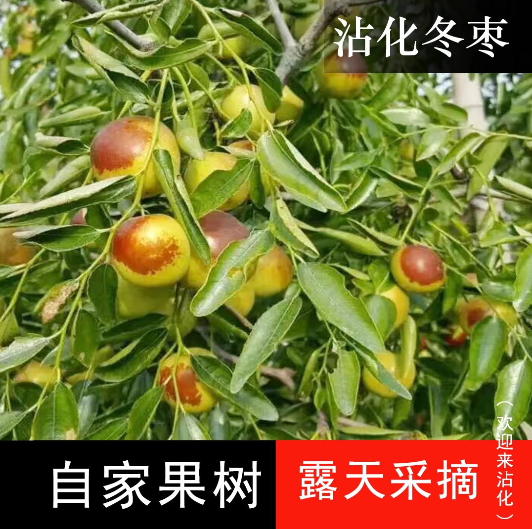【沾化冬枣 *3号中果*五斤】自然成熟 农户直发冬季水果