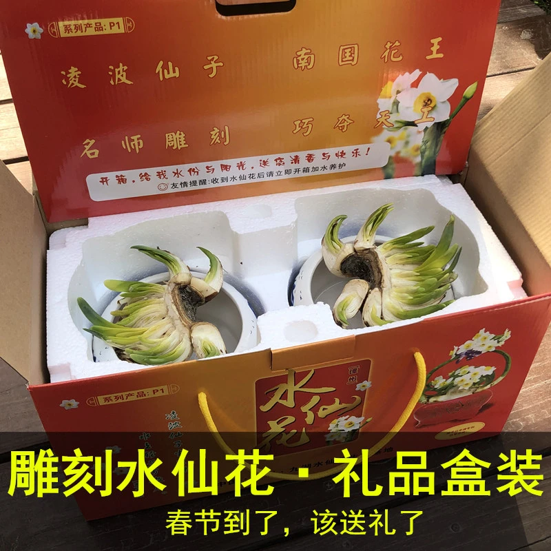 礼品盒装 雕刻水仙花 正宗漳州特产 春节伴手礼 水仙花种球已雕刻