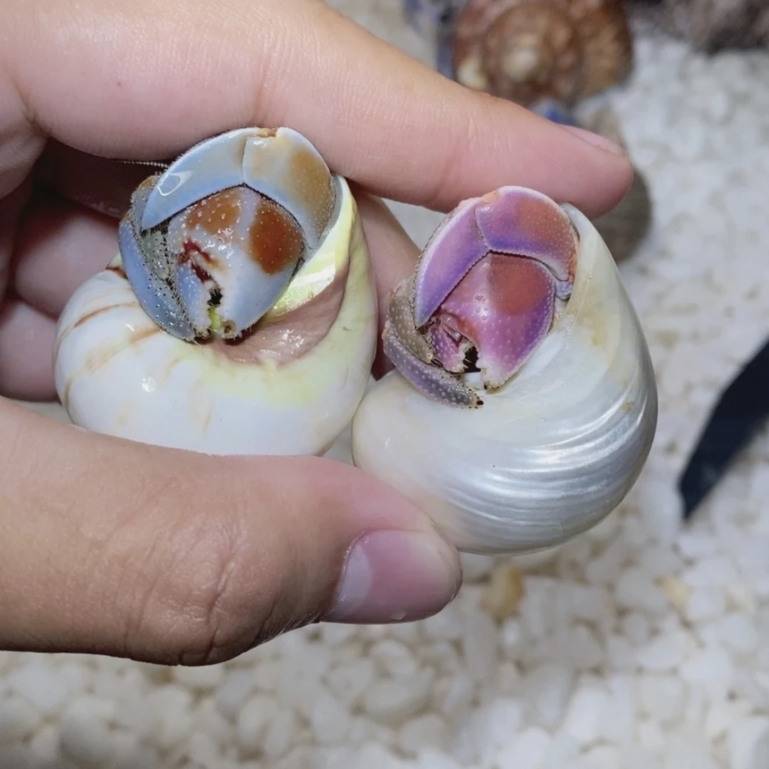 A301-A400号 萌宠寄居蟹直播挑选陆居蟹