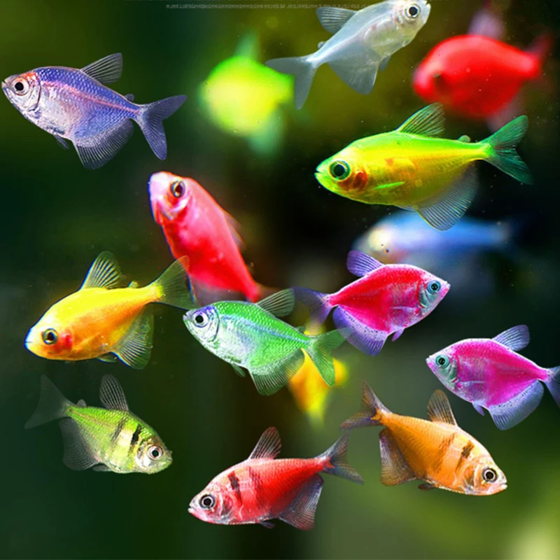 不褪色老虎纹天使鱼活体观赏鱼淡水鱼群游彩裙鱼小型练手热带鱼