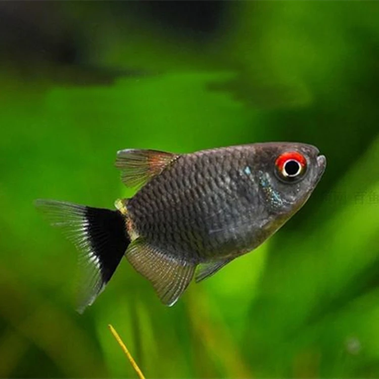 红目银屏灯鱼灯球淡水宠物鱼小型热带灯科鱼观赏鱼群游新手易好养