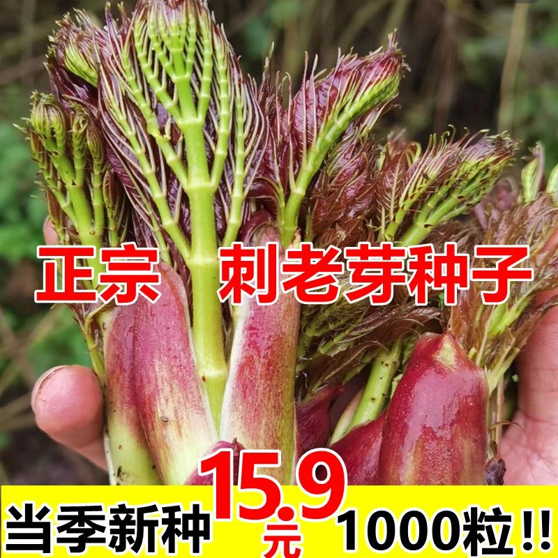 【正宗刺龙芽种子1000粒装】当季新种四季播种盆栽小院种植简单高产