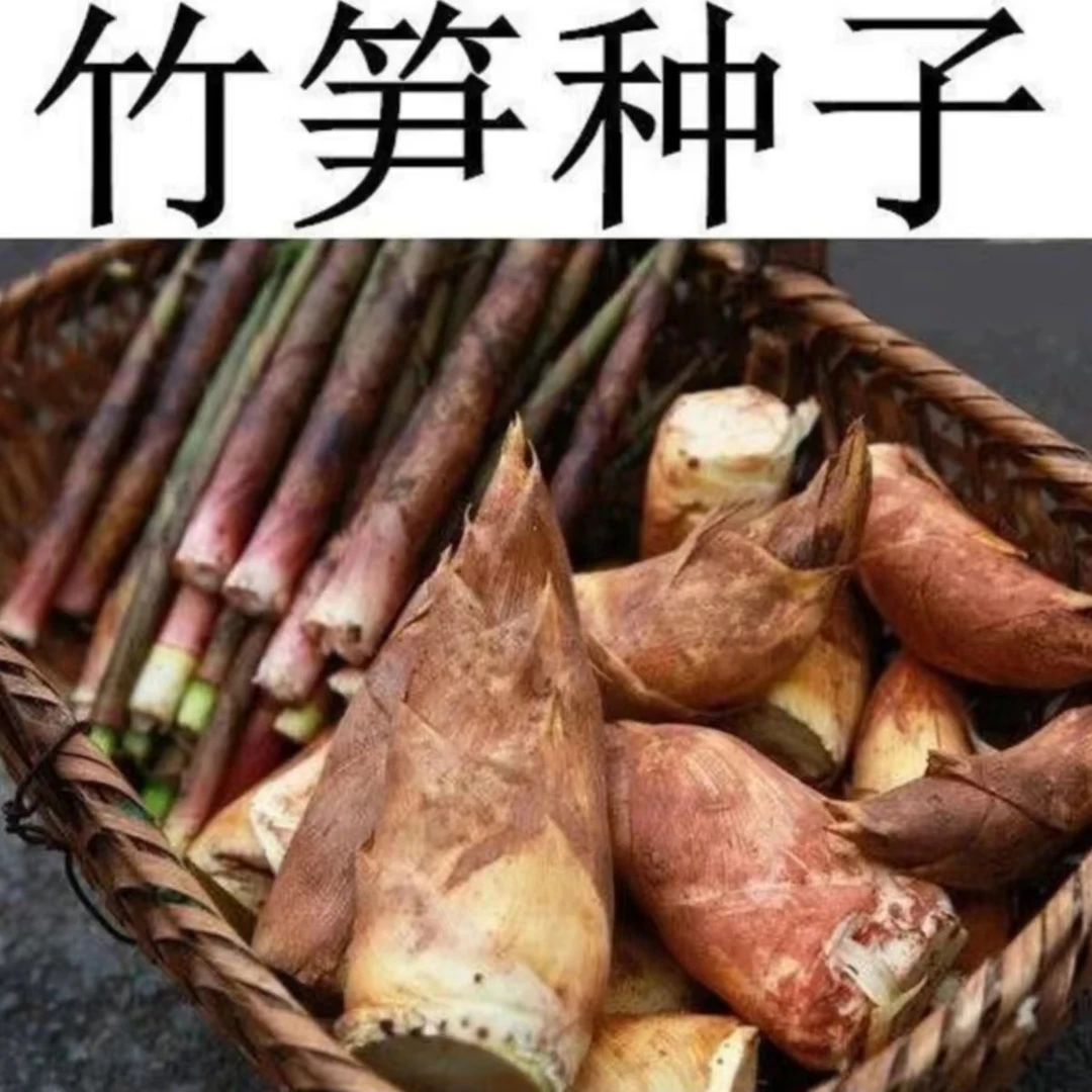 【竹笋种子】家庭小院地栽春季吃笋香脆四季易种