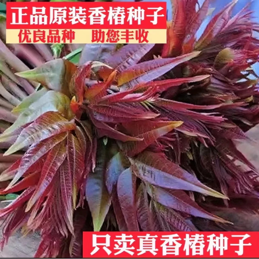 【3.88元香椿种子】速生红油香椿种子红叶香春芽苗菜四季农家蔬菜籽