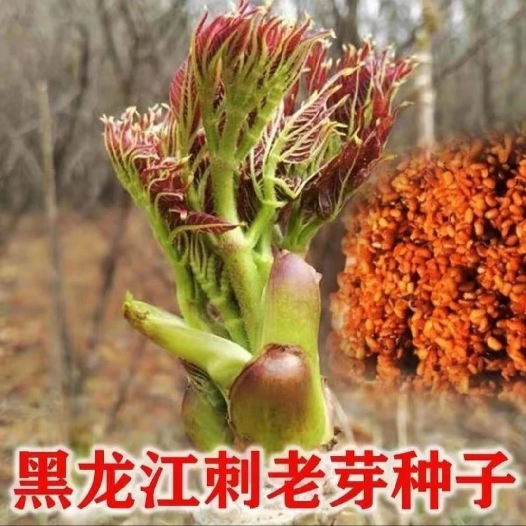 刺龙芽菜种子刺龙芽苞种子四季播种阳台盆栽小院种植简单高产